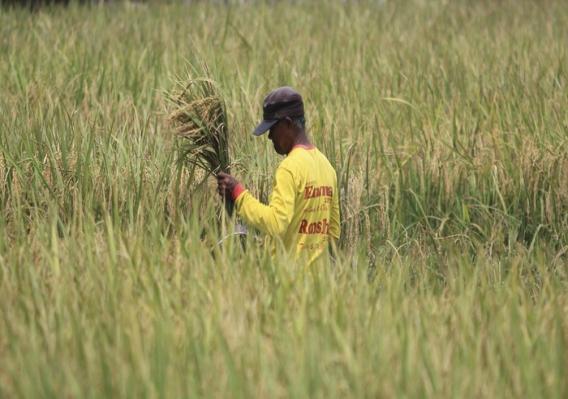 UNY Students Create Bird Repellents for Rice Farmers | SDGS UNY